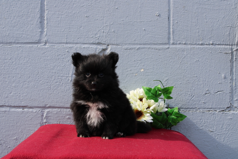 puppy, for, sale, Pomeranian, Matthew B. Stoltzfus, dog, breeder, Gap, PA, dog-breeder, puppy-for-sale, forsale, nearby, find, puppyfind, locator, puppylocator, aca